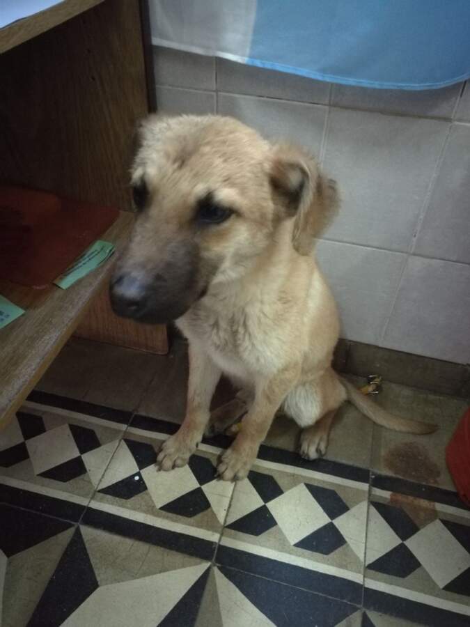 perro rescatado 1 - Callejeros: Abandono, maltrato y falta de compromiso