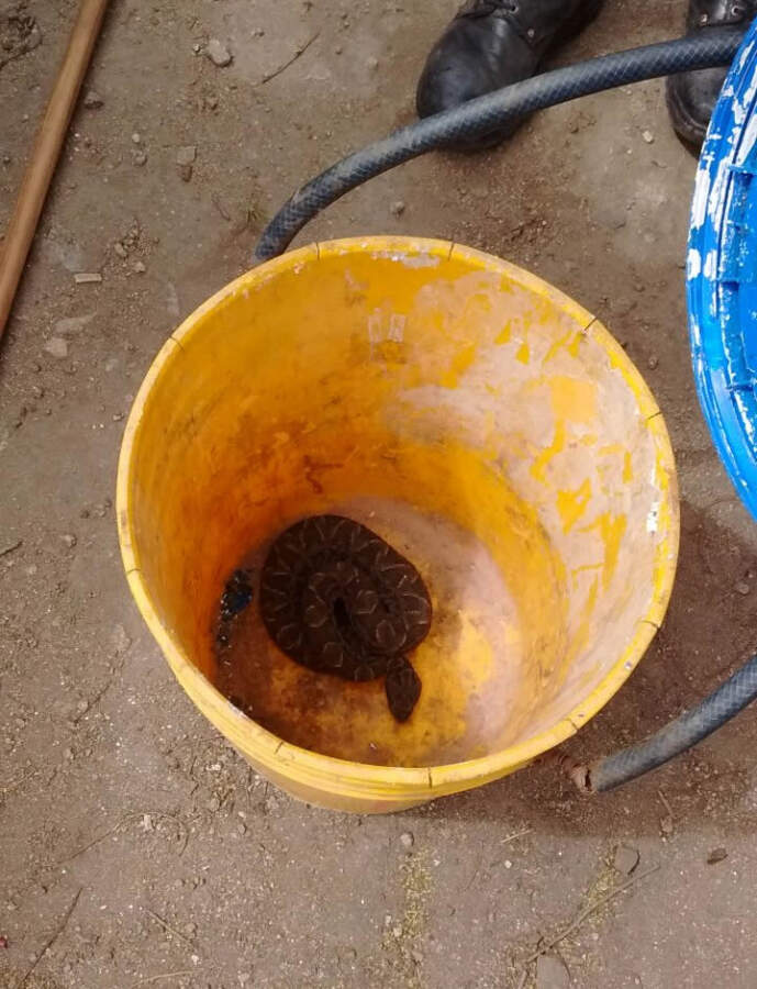 En un operativo conjunto retiran una yarará de un domicilio yarara 2 - En un operativo conjunto retiran una yarará de un domicilio