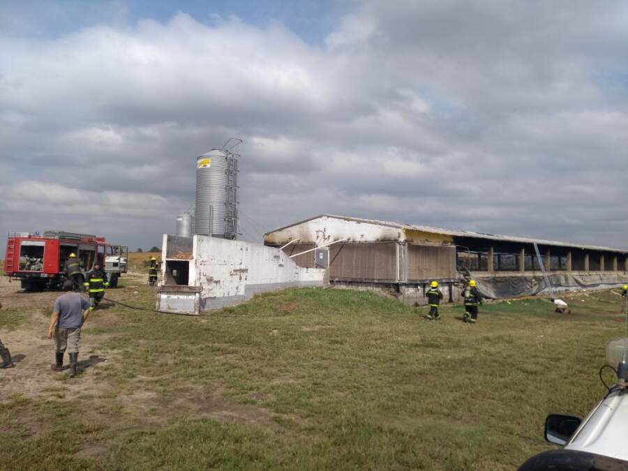 incendio despeñaderos1 - Un incendio destruyó parte de un establecimiento de cría de porcinos