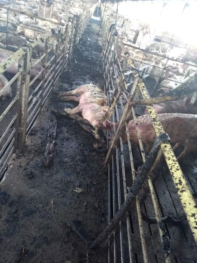 incendio despeñaderos2 - Un incendio destruyó parte de un establecimiento de cría de porcinos