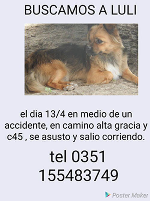 Dueños de la F100 que se accidentó piden ayuda para encontrar a su perrita perrita juli - Dueños de la F100 que se accidentó piden ayuda para encontrar a su perrita