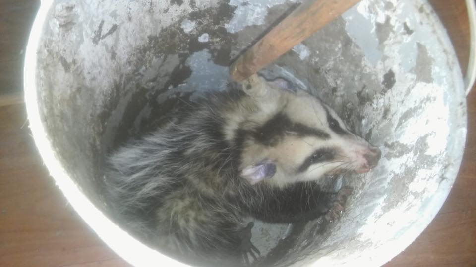 comadreja tarro - Defensa Civil rescató una comadreja