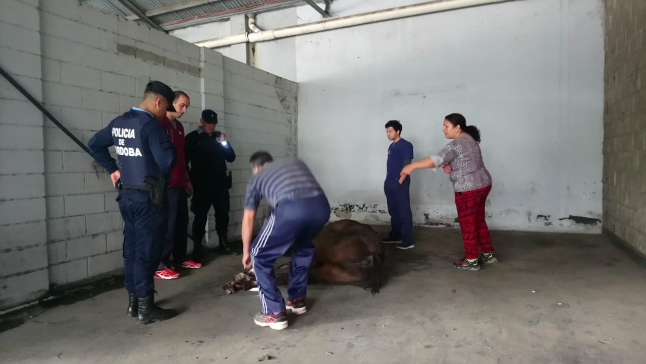 Un caballo herido se refugió en una estación de servicio caballo - Un caballo herido se refugió en una estación de servicio