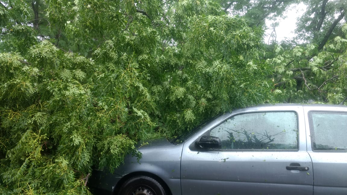 caida de arbol anisacate - Anisacate: un árbol se cayó sobre un vehículo