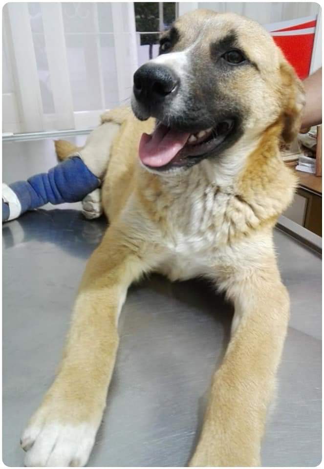 "Tito" necesita un hogar tito fractura - "Tito" necesita un hogar