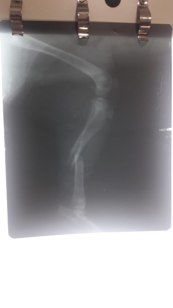 "Tito" necesita un hogar tito placa - "Tito" necesita un hogar