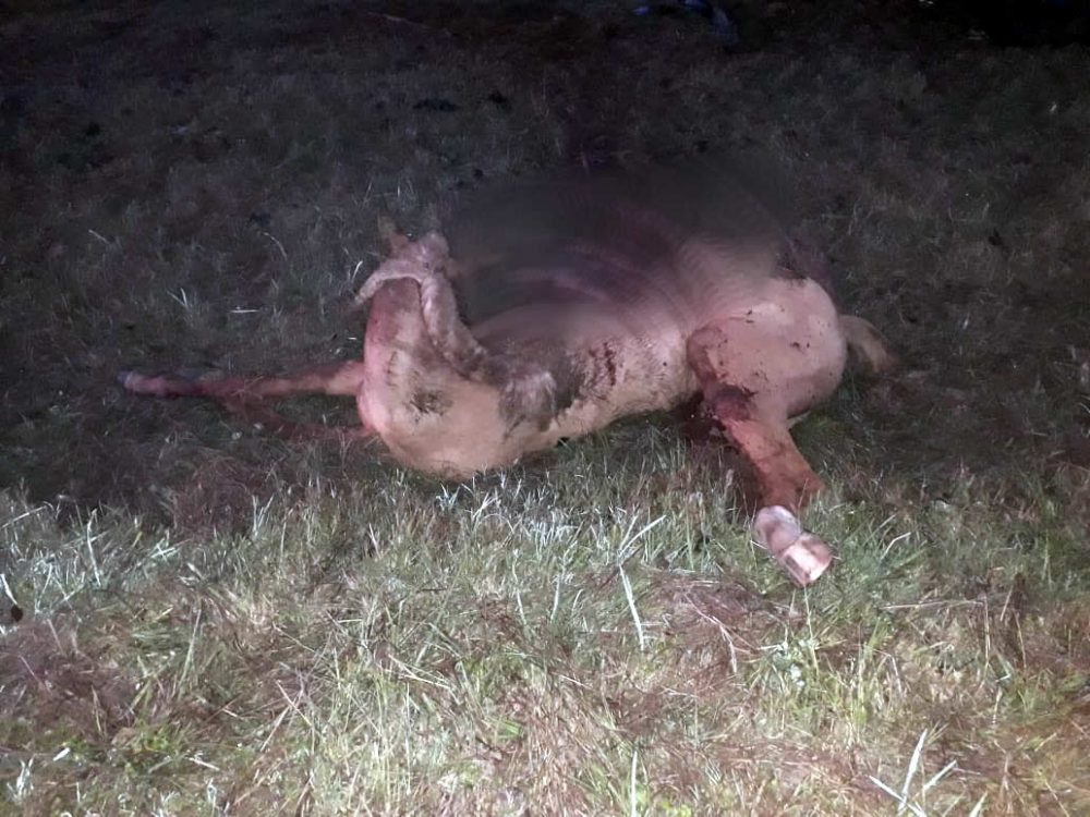 Malagueño: dos vehículos embistieron un caballo y fueron derivados al Hospital WhatsApp Image 2019 04 28 at 08.56.01 1 - Malagueño: dos vehículos embistieron un caballo y fueron derivados al Hospital