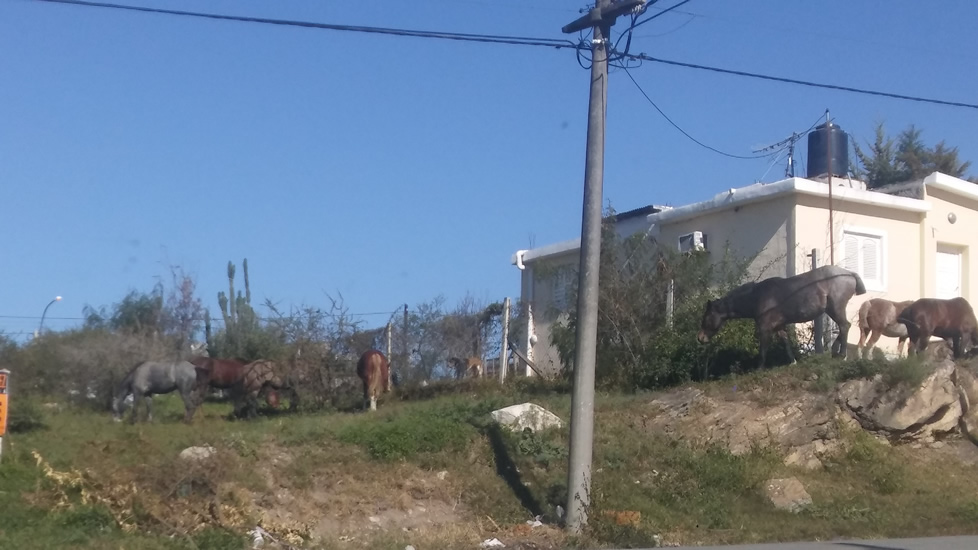 Preocupación por caballos sueltos en barrio Liniers caballo suelto 1 - Preocupación por caballos sueltos en barrio Liniers