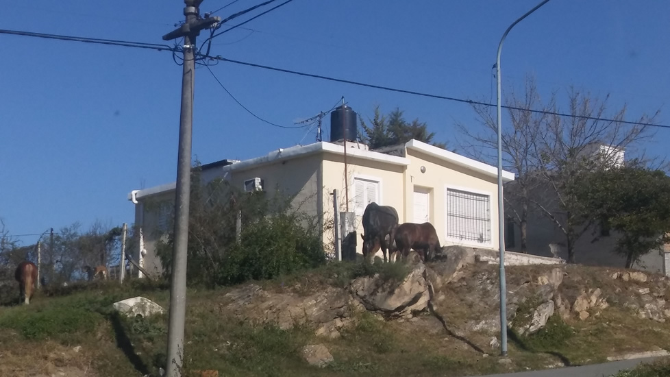 Preocupación por caballos sueltos en barrio Liniers caballo suelto 2 - Preocupación por caballos sueltos en barrio Liniers