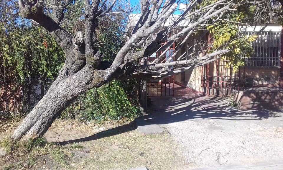 caida arbol 1 - Defensa Civil trabajó tras las fuertes ráfagas de viento