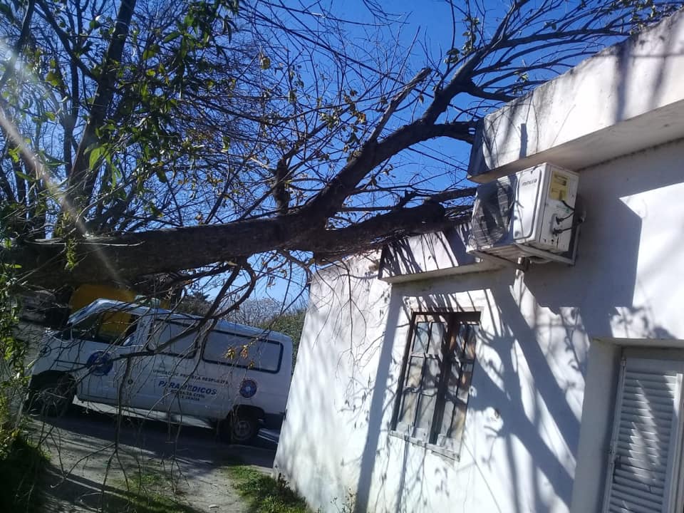 caida arbol - Defensa Civil trabajó tras las fuertes ráfagas de viento