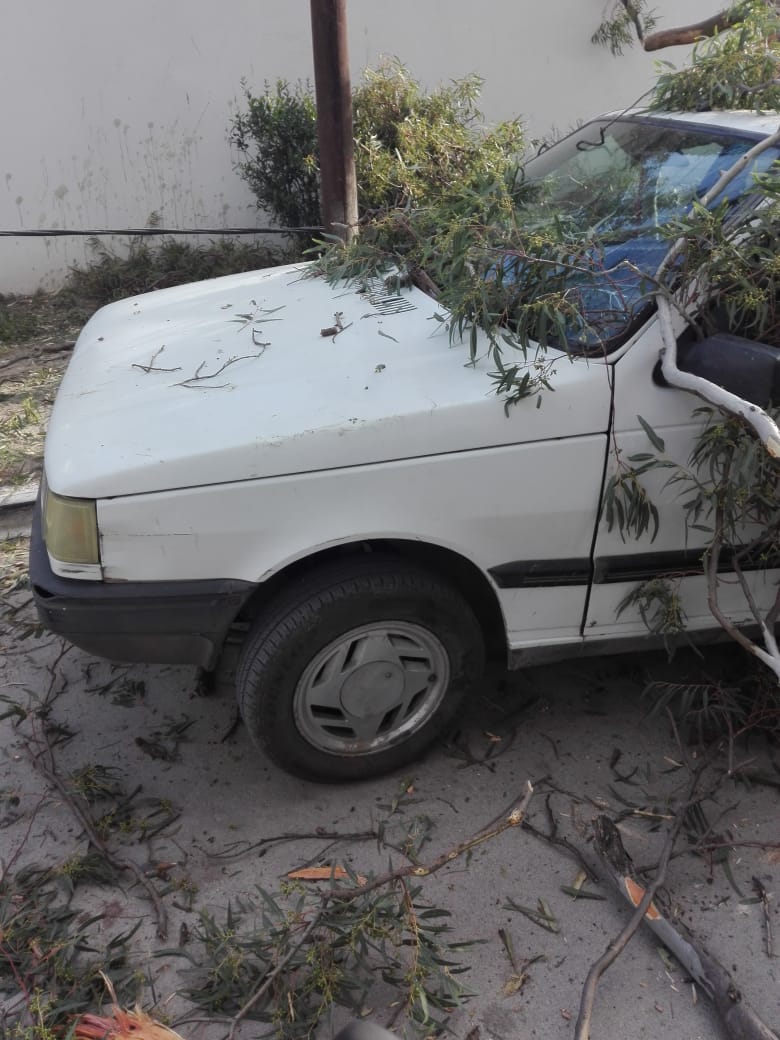 Cayó una rama y destrozó dos vehículos WhatsApp Image 2019 11 03 at 18.57.48 - Cayó una rama y destrozó dos vehículos