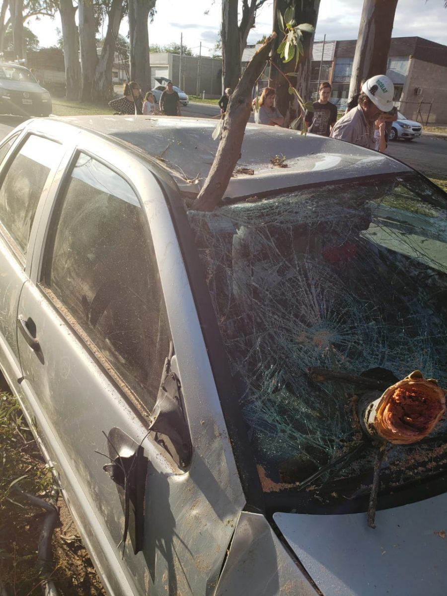 Cayó una rama y destrozó dos vehículos WhatsApp Image 2019 11 03 at 19.12.51 - Cayó una rama y destrozó dos vehículos