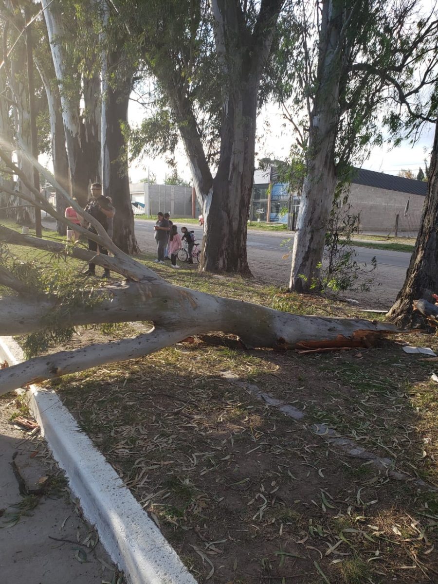 Cayó una rama y destrozó dos vehículos WhatsApp Image 2019 11 03 at 19.12.52 1 - Cayó una rama y destrozó dos vehículos