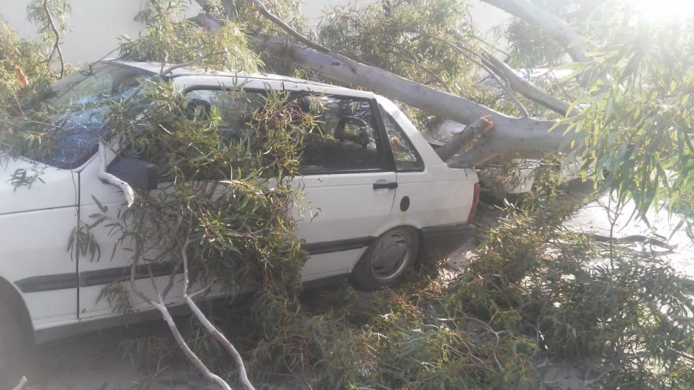 Cayó una rama y destrozó dos vehículos WhatsApp Image 2019 11 03 at 19.12.52 - Cayó una rama y destrozó dos vehículos