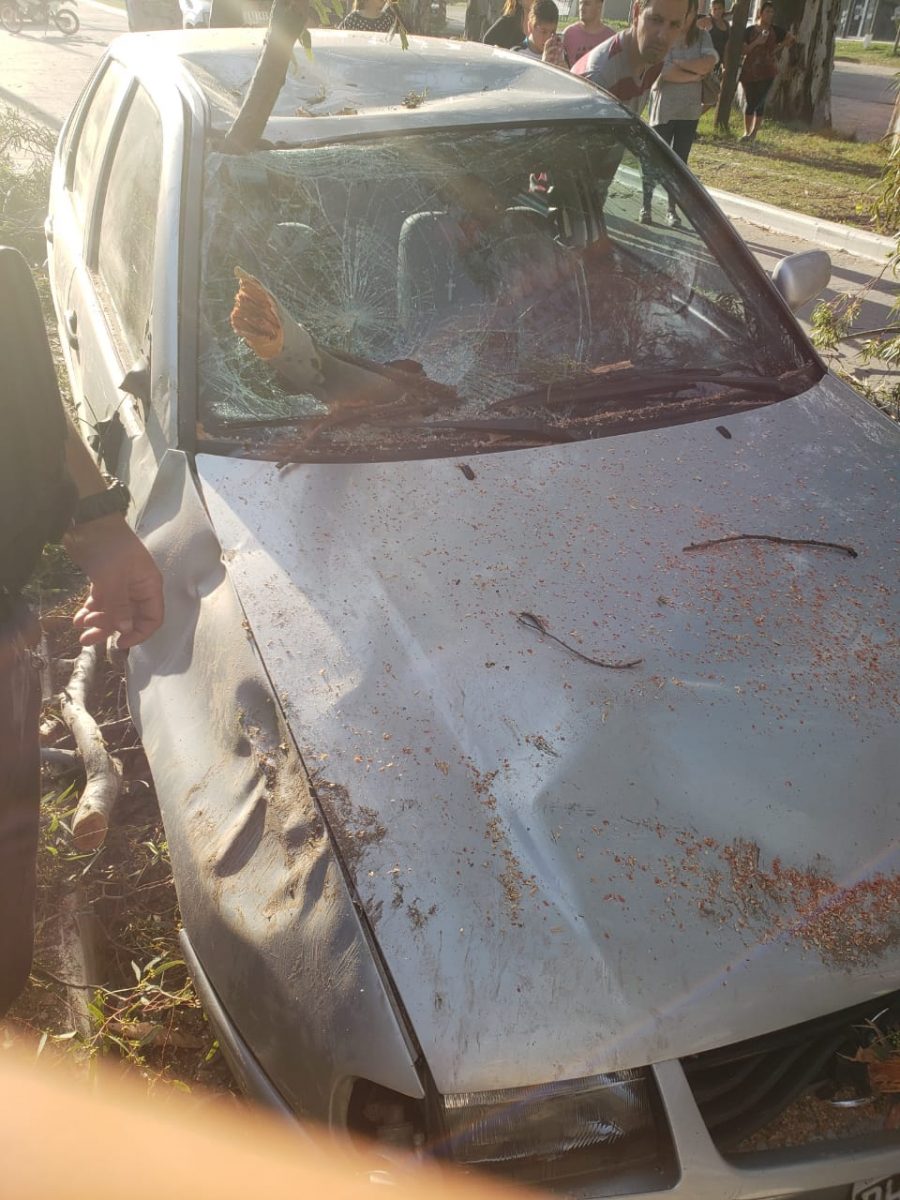Cayó una rama y destrozó dos vehículos WhatsApp Image 2019 11 03 at 19.12.52 2 - Cayó una rama y destrozó dos vehículos