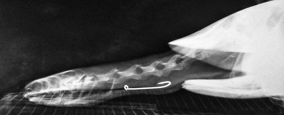 Extrajeron quirúrjicamente un anzuelo de una tortuga tortuga anzuelo - Extrajeron quirúrjicamente un anzuelo de una tortuga