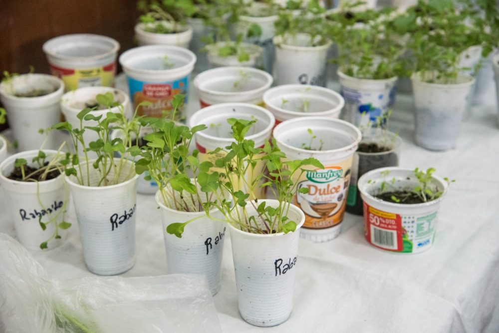 huerta organica - Se desarrolló el 1º Taller de Huerta Orgánica 2020