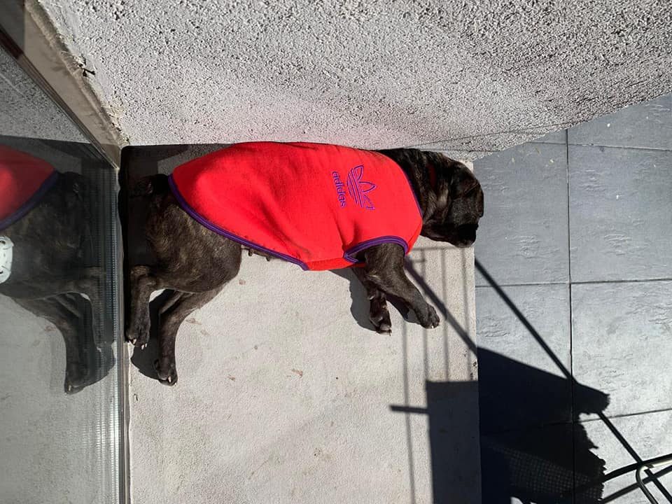 Ya se encuentran en hogares transitorios, las siete perras rescatadas perras rescatadas buldogs frances e1595094172722 - Ya se encuentran en hogares transitorios, las siete perras rescatadas