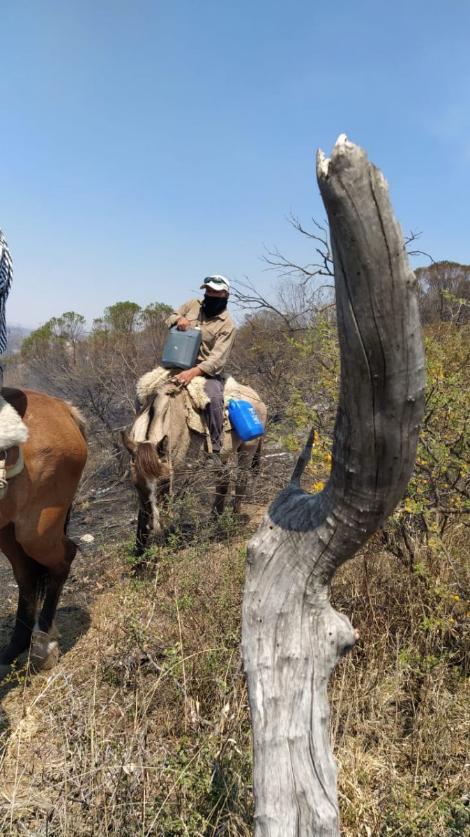 Tras el fuego en la zona de Alta Gracia: los animales, sin comida incendio baqueano ayudando CZ - Tras el fuego en la zona de Alta Gracia: los animales, sin comida