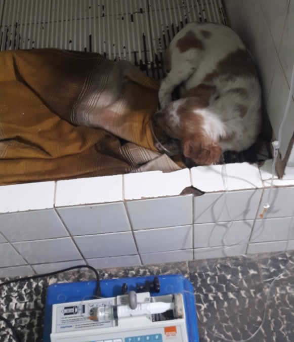 perro envenenado - Vecinos de barrio Crucero Sud denuncian envenenamiento de perros